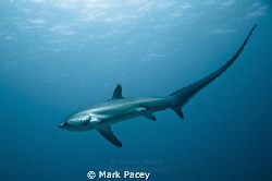 Thresher Shark at Monad Shoal by Mark Pacey 